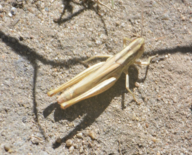 Euchorthippus declivus - rövidszárnyú rétisáska