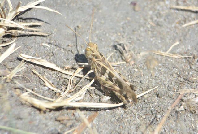Oedaleus decorus - szalagos sáska