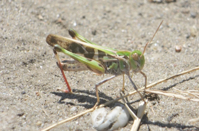 Oedaleus decorus - szalagos sáska