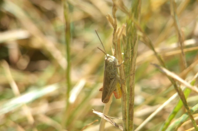 Chorthippus (Glyptobothrus) (subgenus)