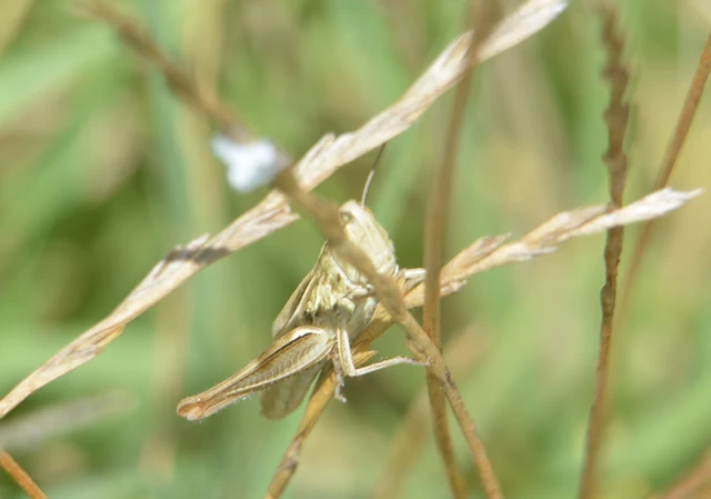 Euchorthippus declivus - rövidszárnyú rétisáska