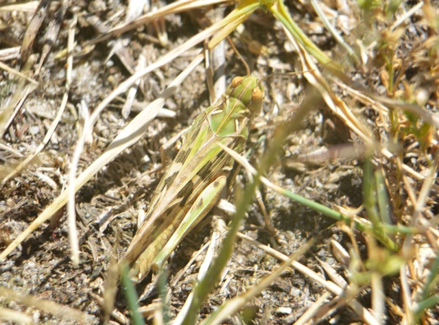 Oedaleus decorus - szalagos sáska