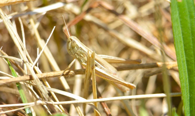 Euchorthippus declivus - rövidszárnyú rétisáska