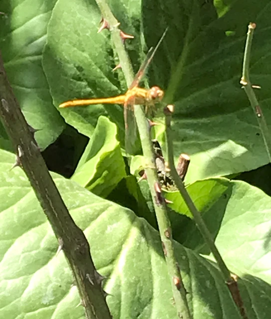 Sympetrum meridionale - fakó katona-szitakötő