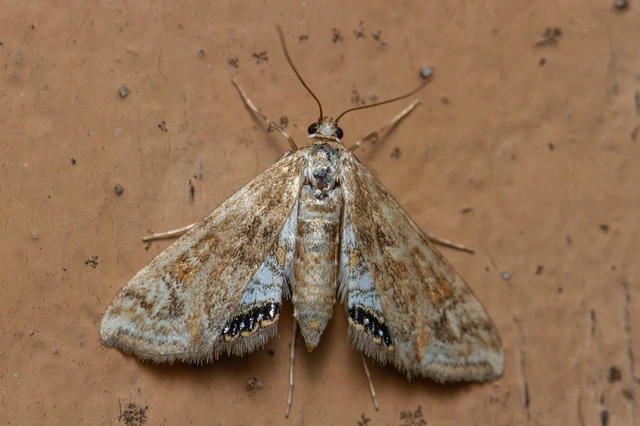 Cataclysta lemnata - békalencsemoly