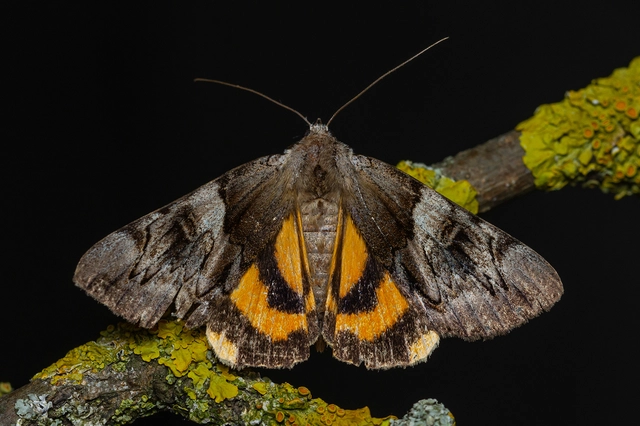 Catocala fulminea - galagonya-övesbagoly