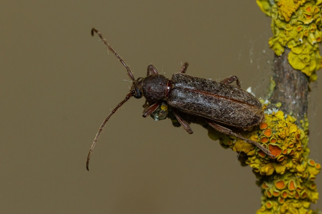 Trichoferus campestris - szállóvendég éjicincér