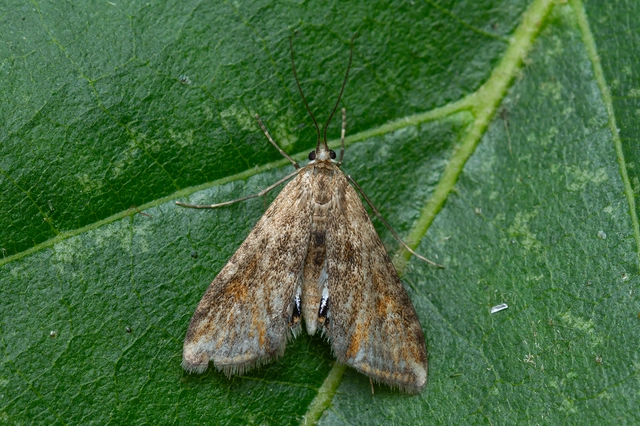 Cataclysta lemnata - békalencsemoly