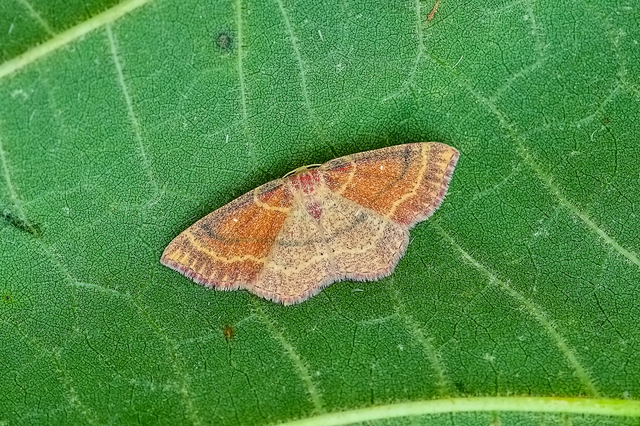 Cyclophora linearia - vonalas pettyesaraszoló