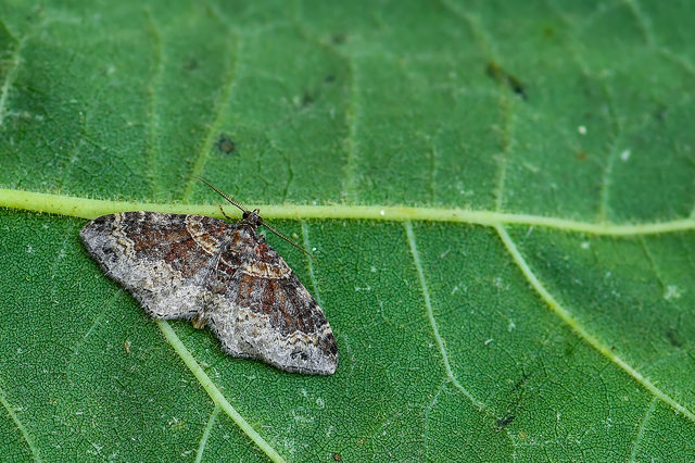 Xanthorhoe ferrugata - kerti tarkaaraszoló