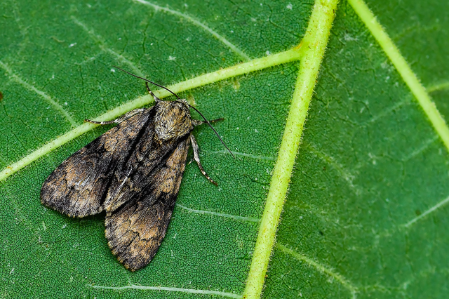 Acronicta alni - éger-szigonyosbagoly