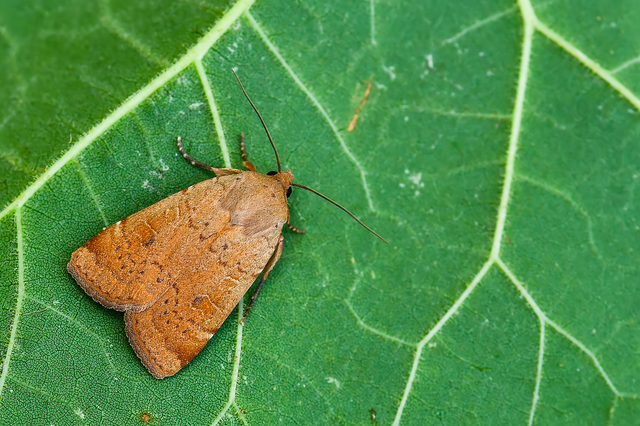 Noctua comes - kis sárgafűbagoly