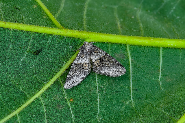 Gluphisia crenata - kormos púposszövő