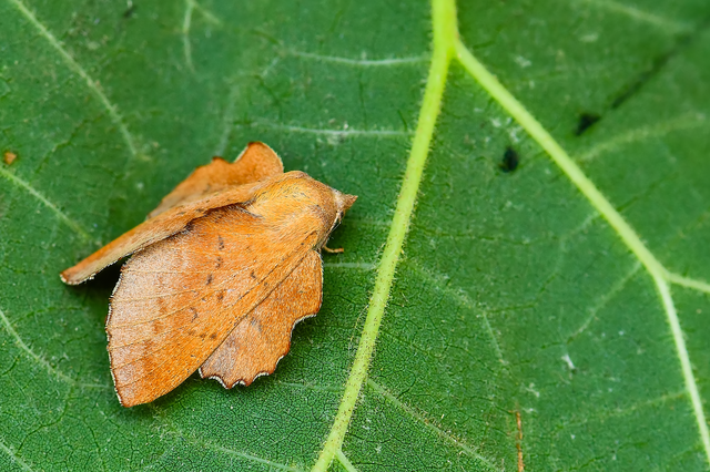 Phyllodesma tremulifolia - nyárlevélpohók