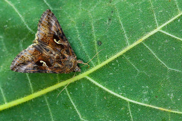 Autographa gamma - gammalepke