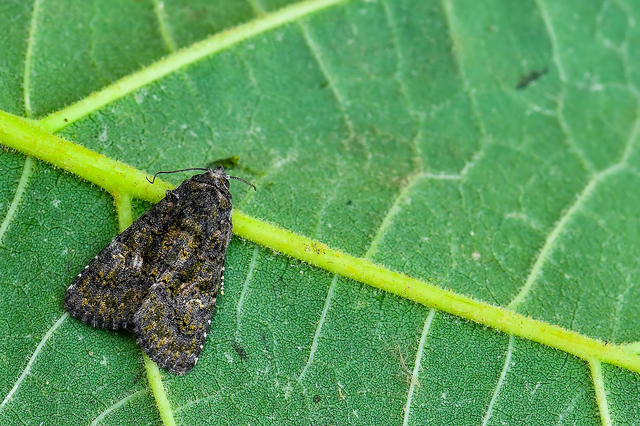 Anophia leucomelas - déli folyófűbagoly