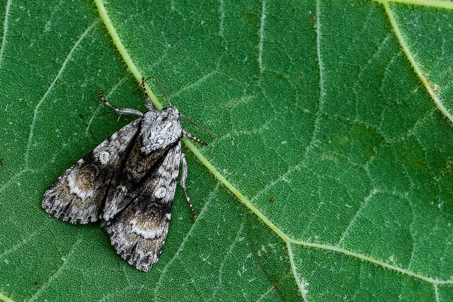 Acronicta alni - éger-szigonyosbagoly