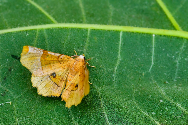 Selenia lunularia - egyfoltos holdasaraszoló