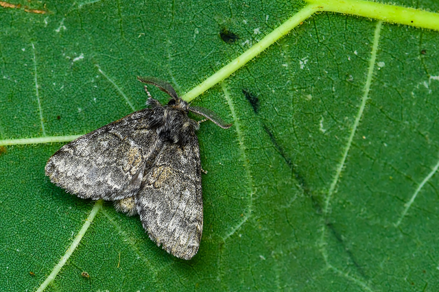 Gluphisia crenata - kormos púposszövő