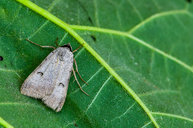 Lygephila craccae - gyakori csüdfűbagoly