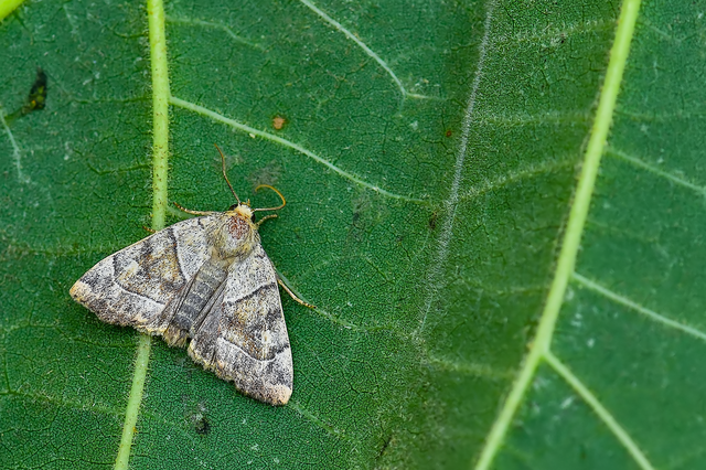 Cosmia trapezina - közönséges lombbagoly