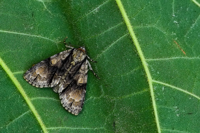 Acronicta alni - éger-szigonyosbagoly