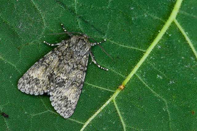 Acronicta megacephala - nagyfejű szigonyosbagoly
