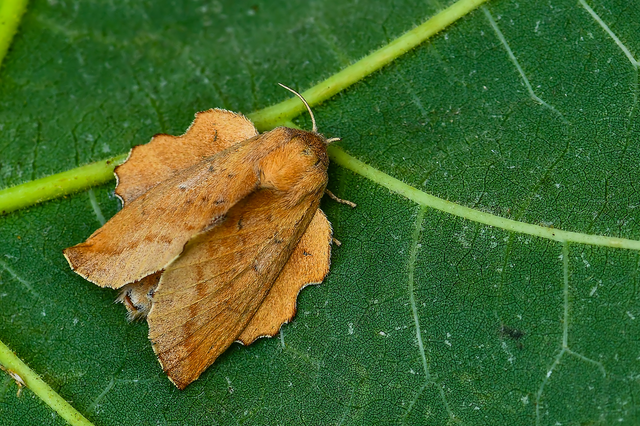 Phyllodesma tremulifolia - nyárlevélpohók