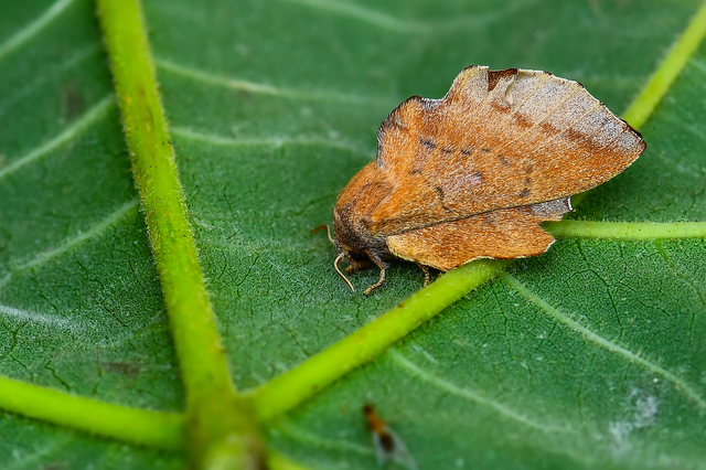 Phyllodesma tremulifolia - nyárlevélpohók