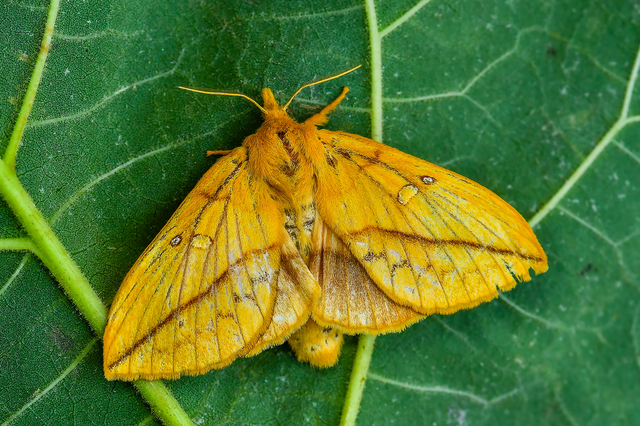 Euthrix potatoria - szomjas pohók
