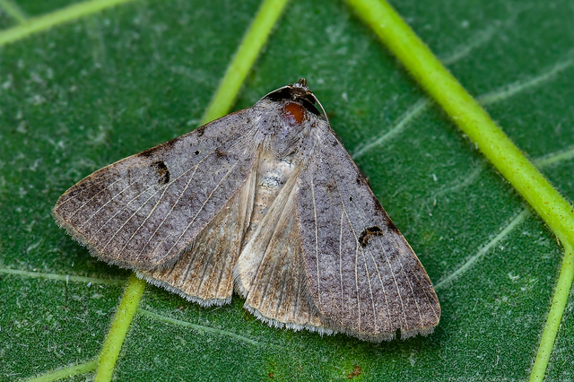 Lygephila craccae - gyakori csüdfűbagoly