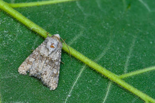 Hecatera dysodea - parajbagoly