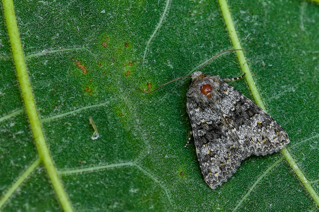 Hecatera dysodea - parajbagoly