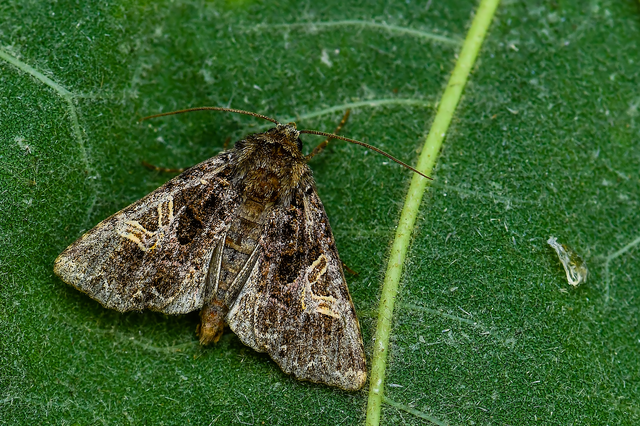Sideridis rivularis - vörhenyes szegfűbagoly