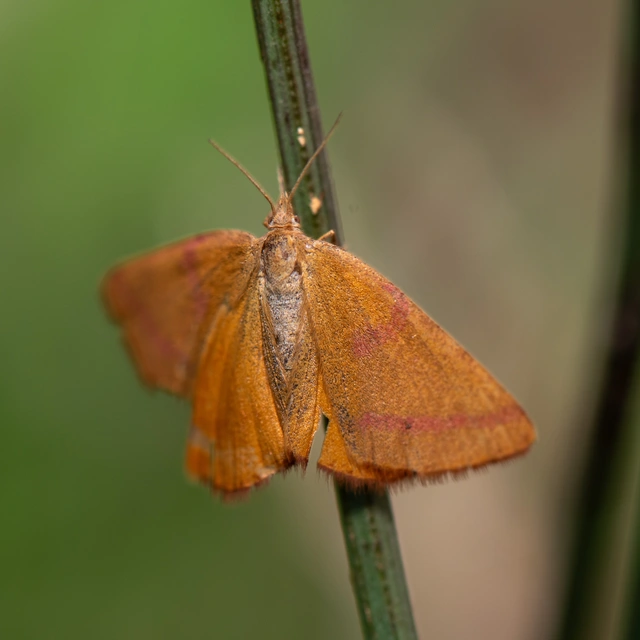 Lythria purpuraria - bíborsávos araszoló