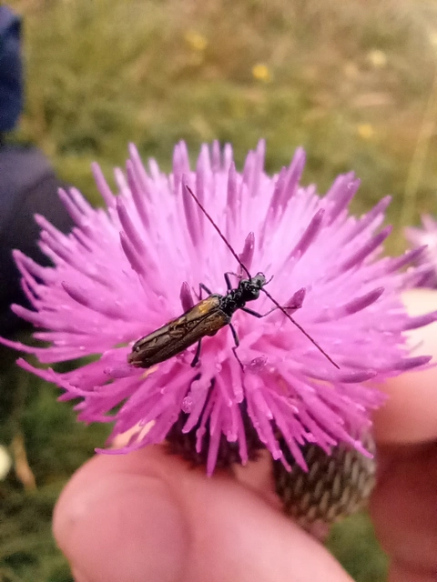 Oedemera pthysica - feketeszegélyű álcincér Oedemera pthysica - feketeszegélyű álcincér
