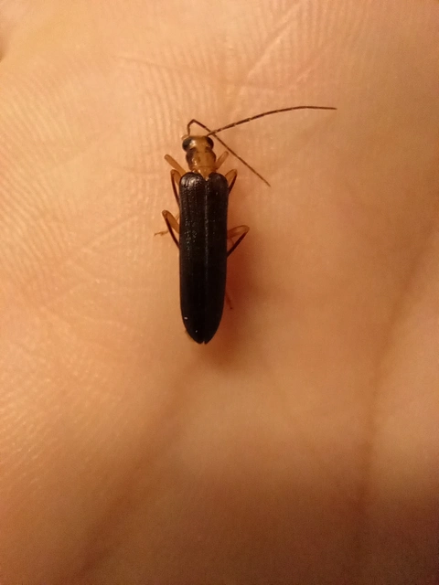 Nacerdes carniolica - karnóliai álcincér