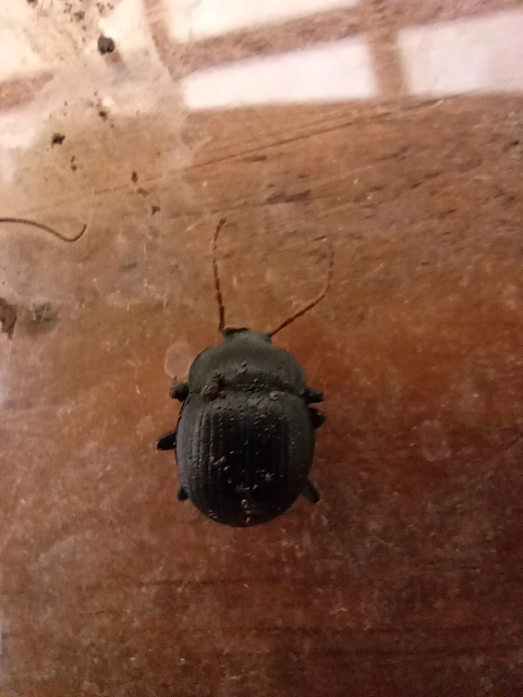Accanthopus velikensis