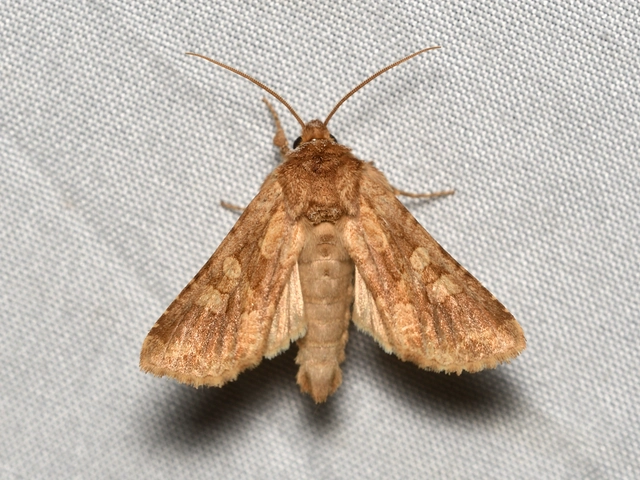 sárgás szegfűbagoly - Conisania luteago