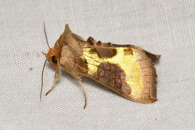 Diachrysia stenochrysis - rejtőző aranybagoly