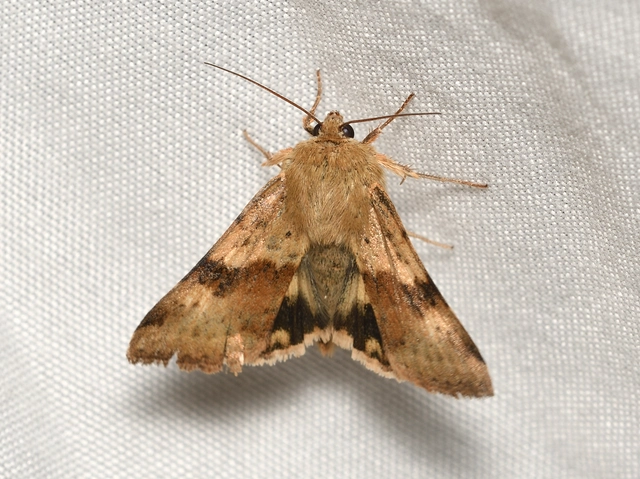 Heliothis viriplaca - mácsonyabagoly