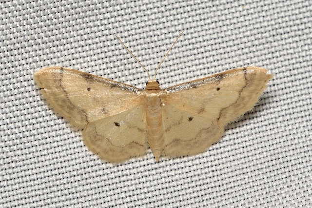 Idaea politaria - vonalas apróaraszoló