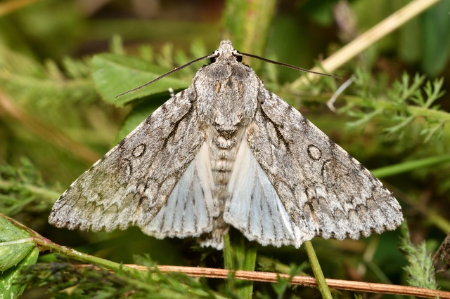 Acronicta aceris - vadgesztenye-szigonyosbagoly