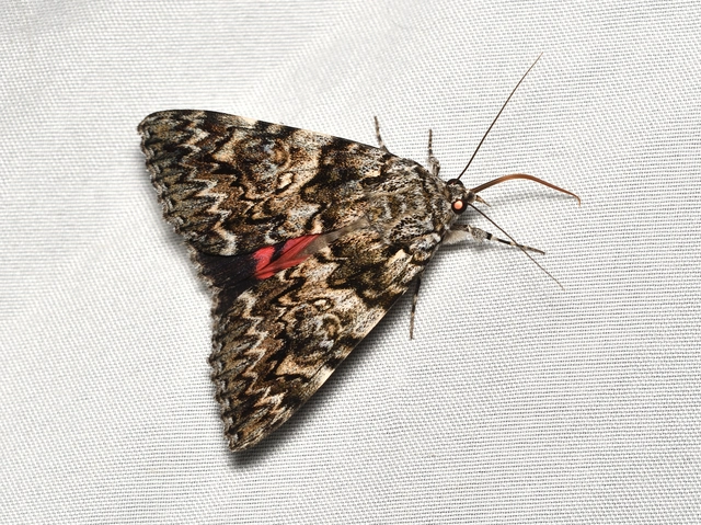 Catocala promissa - kis tölgyfa-övesbagoly