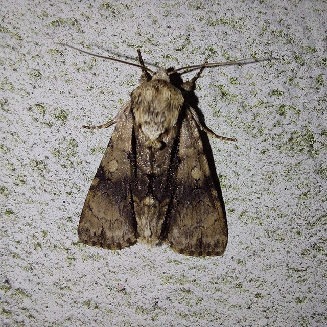 Acronicta alni - éger-szigonyosbagoly