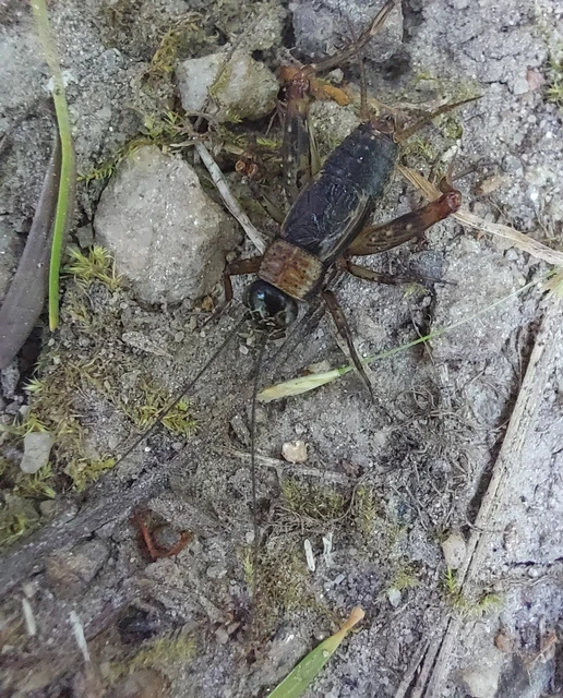 Nemobius sylvestris - erdei tücsök