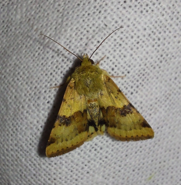 Heliothis viriplaca - mácsonyabagoly