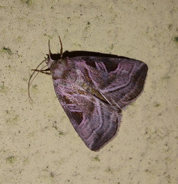 Eucarta virgo - mocsári ametisztbagoly