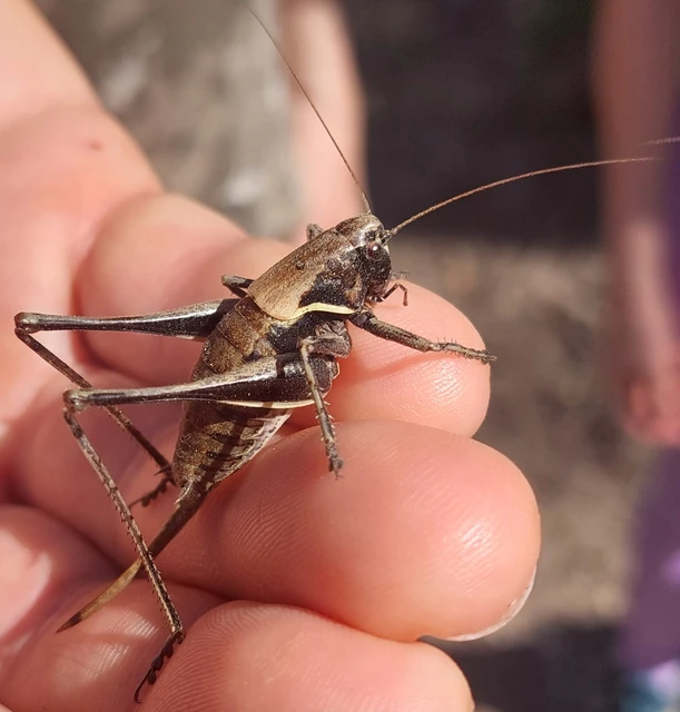 Pholidoptera aptera - nagy avarszöcske