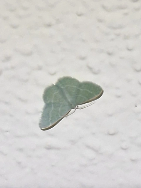 Phaiogramma etruscaria - fehérpettyes zöldaraszoló